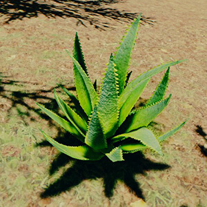 Aloe