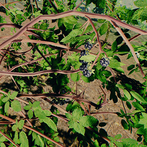 Blackberries