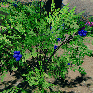 Oval-leaved Blueberries