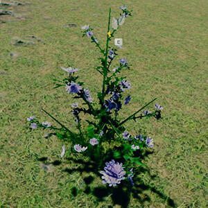Chicory