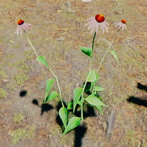 Coneflower