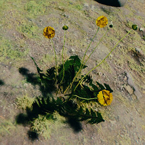 Dandelion