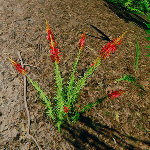 Fireweed