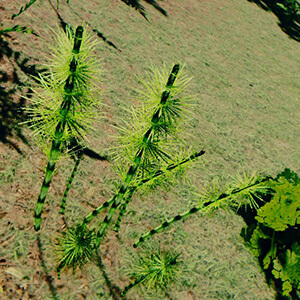 Horsetail