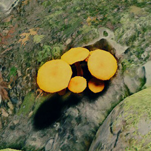 Jack O Lantern Mushroom