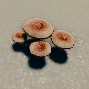 Poison Powderpuff Mushroom