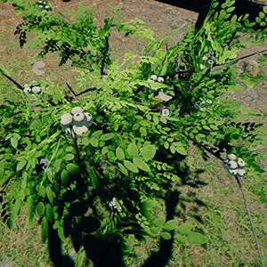 Snowberry